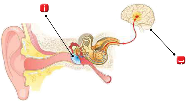 أوضح: ما دور كل من (أ) و (ب) في الشكل المجاور في عملية السمع؟ سماع الأصوات